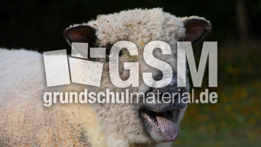 Shropshire-Schaf (6).jpg